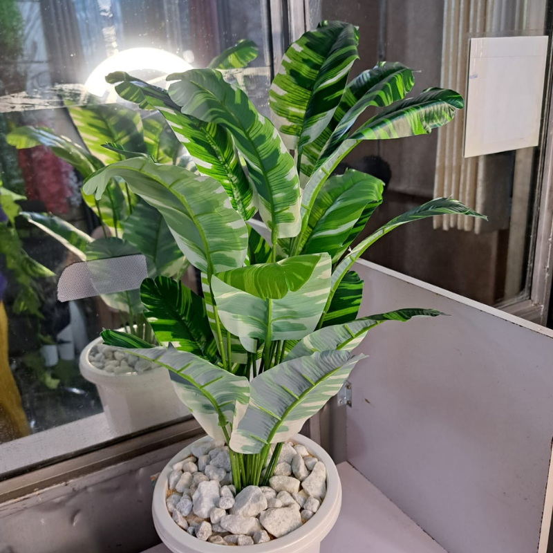 decorative indoor plants Nairobi